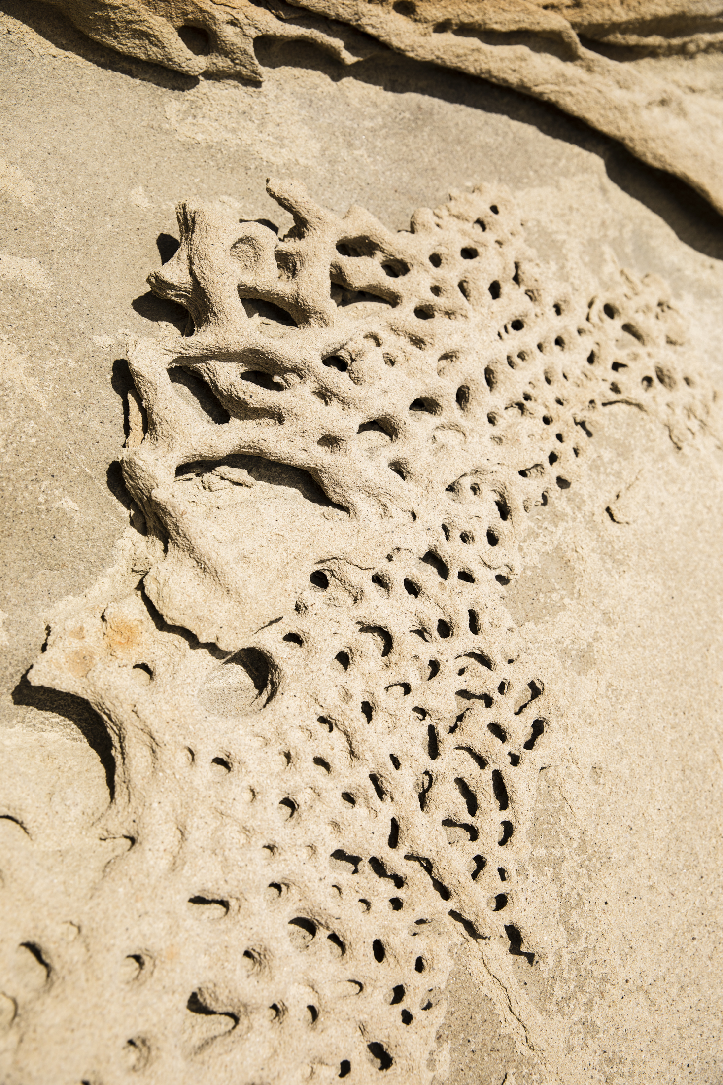 Photo of Tafoni Sandstone formations at the base of Kevin Jorgeson's highball boulder problem on the Sonoma Coast