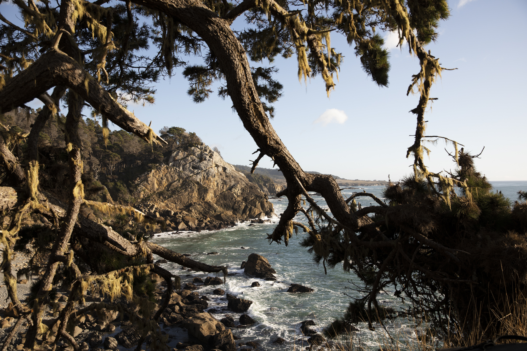 Landscape photograph of coastal cypress trees framing the sandstone crags of the Sonoma Coast in California.